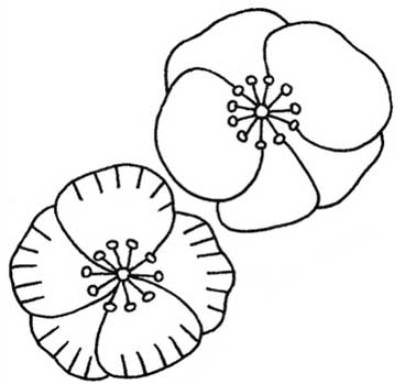 虞美人简笔画