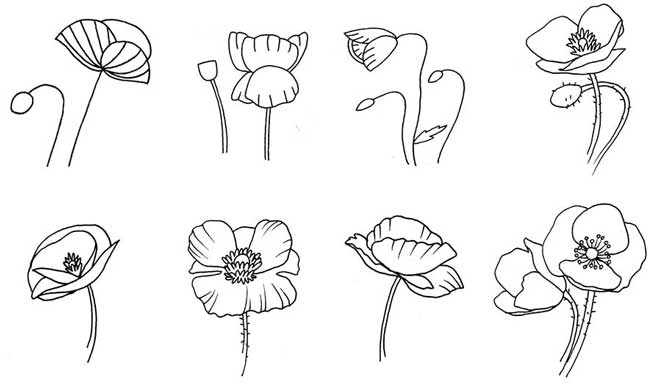 虞美人简笔画