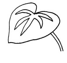 海棠简笔画