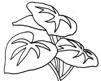 海棠简笔画