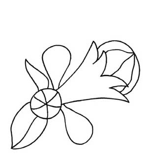 石榴花简笔画