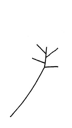 合欢花简笔画