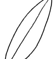 铃兰简笔画