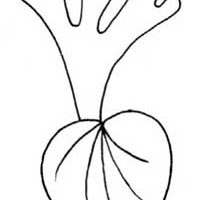 蕨类植物简笔画