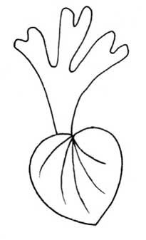 蕨类植物简笔画