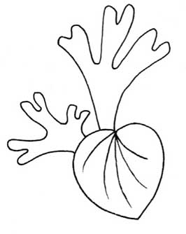 蕨类植物简笔画
