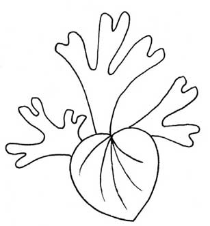 蕨类植物简笔画