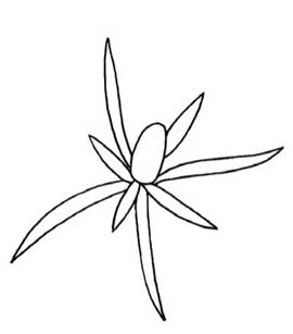 石竹简笔画