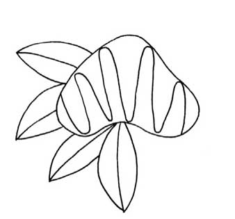 鸡冠花简笔画