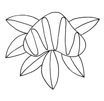 鸡冠花简笔画