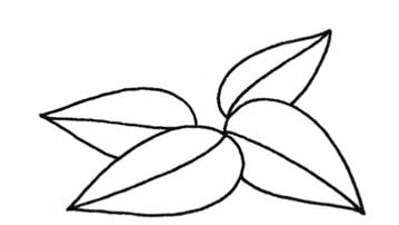 一串红简笔画