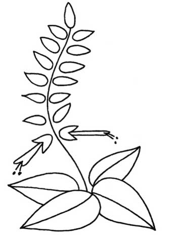 一串红简笔画
