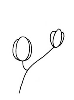 玉兰简笔画