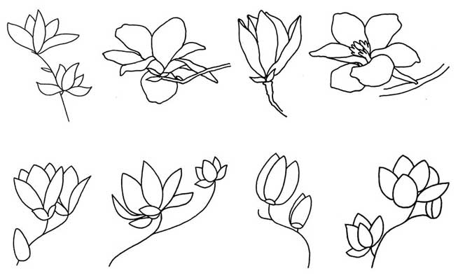 玉兰简笔画