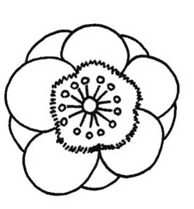 银莲花简笔画