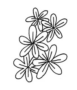 风信子简笔画