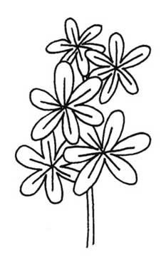 风信子简笔画
