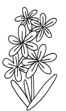 风信子简笔画