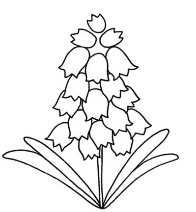 风信子简笔画