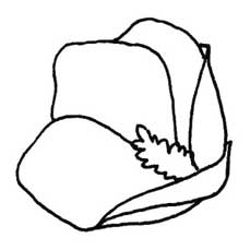 木槿花简笔画