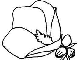 木槿花简笔画