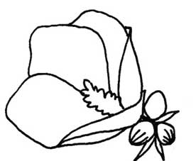木槿花简笔画
