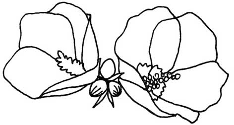 木槿花简笔画