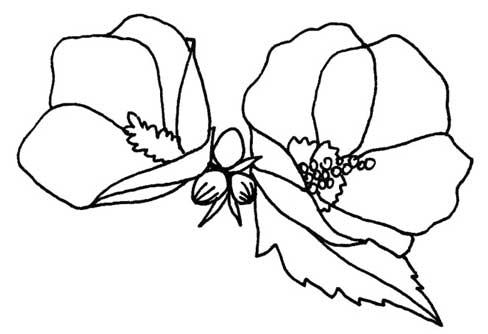 木槿花简笔画