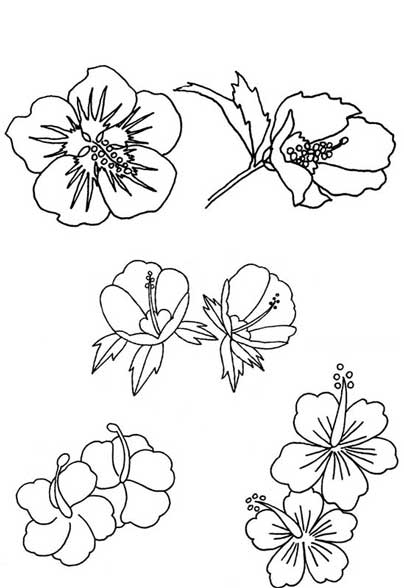 木槿花简笔画