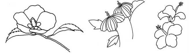 木槿花简笔画