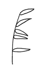 芦苇简笔画
