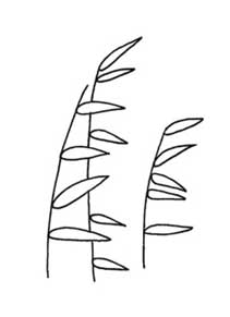 芦苇简笔画