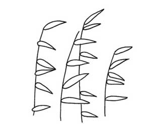 芦苇简笔画