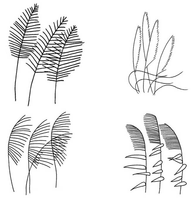 芦苇简笔画