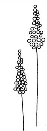 薰衣草简笔画