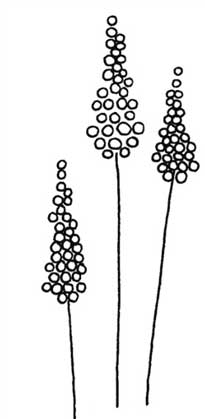 薰衣草简笔画