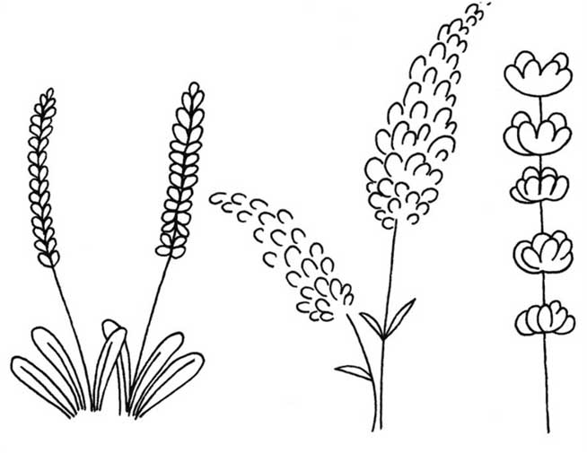 薰衣草简笔画