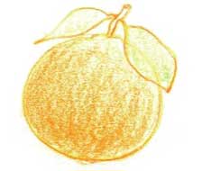 橙子简笔画