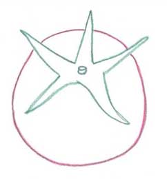 西红柿简笔画