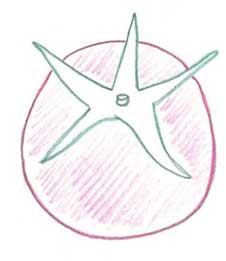 西红柿简笔画