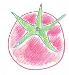 西红柿简笔画