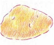 土豆简笔画