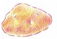 土豆简笔画