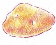 土豆简笔画