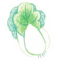白菜简笔画