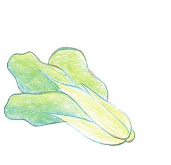 白菜简笔画
