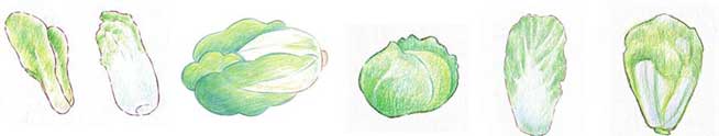 白菜简笔画