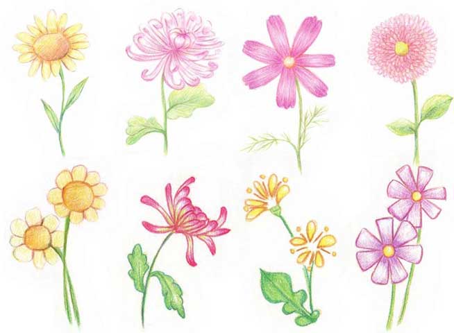 菊花简笔画