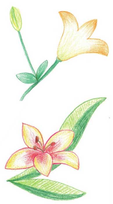 百合简笔画