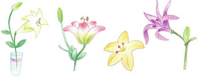 百合简笔画